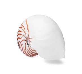 Photo of One beautiful nautilus shell isolated on white