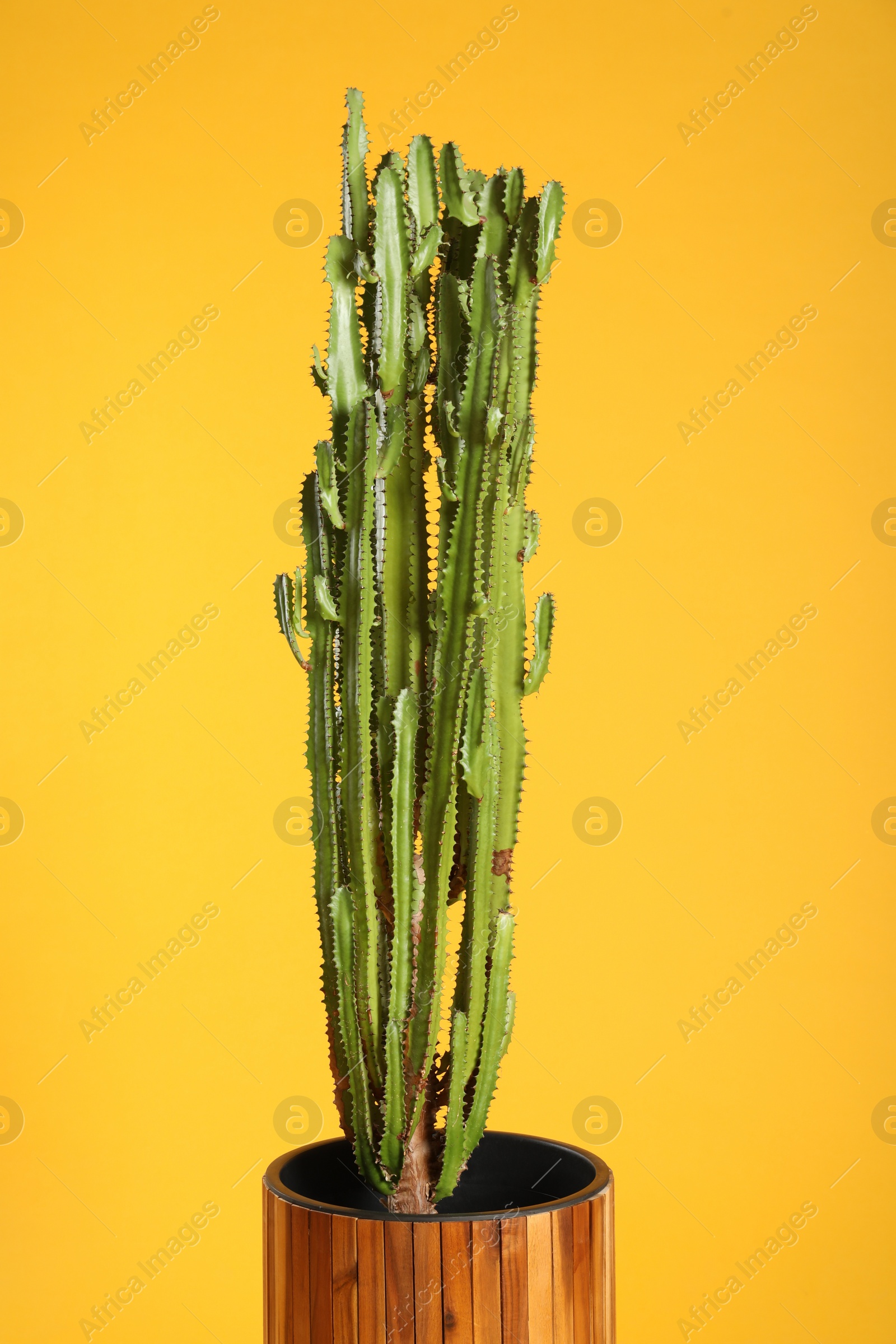 Photo of Beautiful cactus on yellow background. Tropical plant