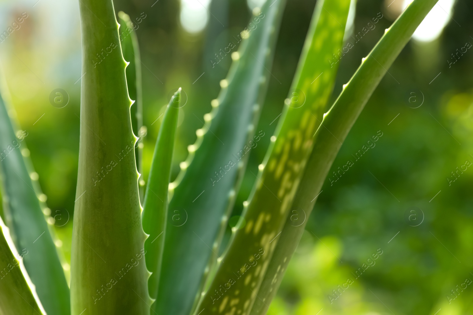 Photo of Closeup view of beautiful aloe vera plant outdoors on sunny day