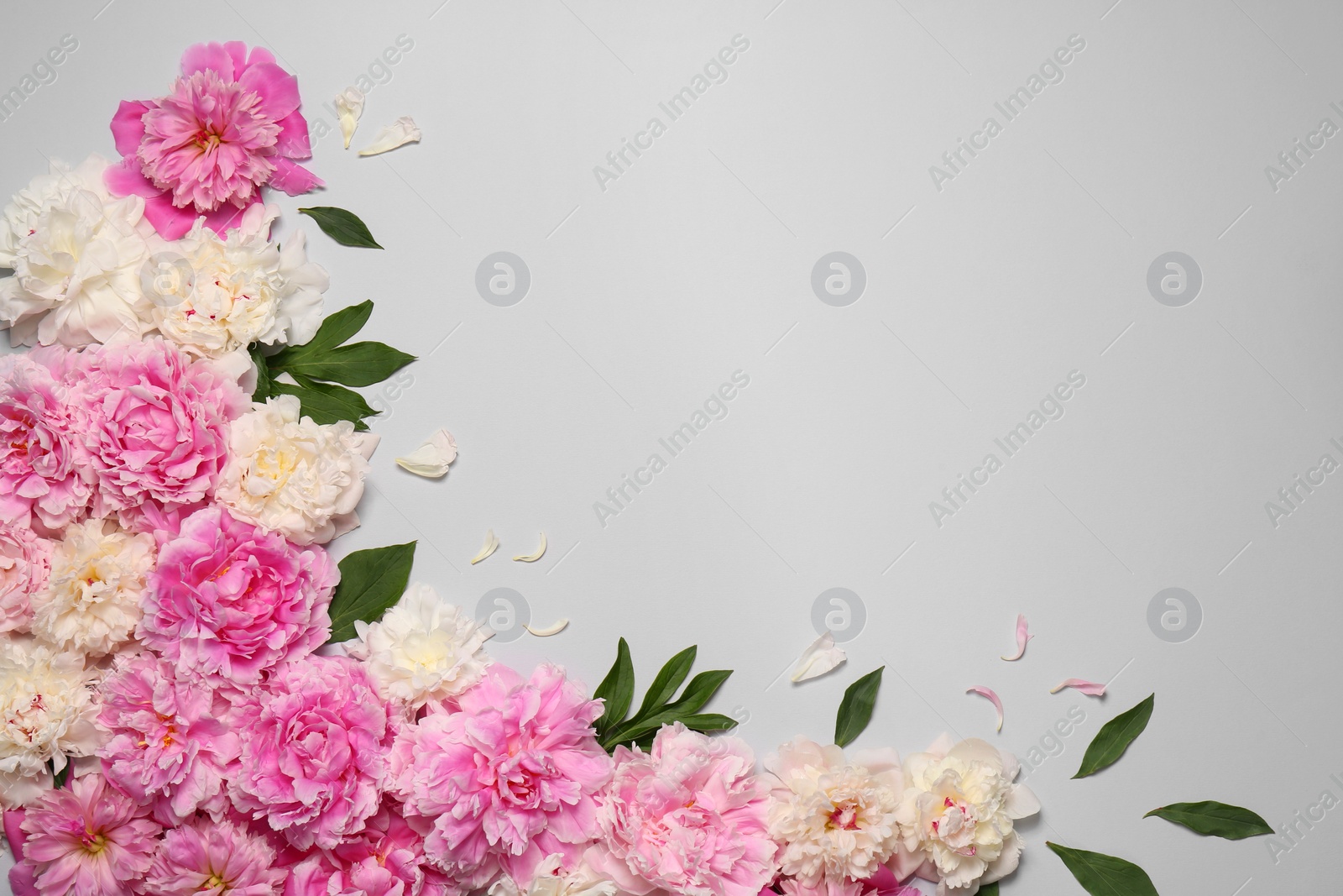 Photo of Beautiful peony flowers and green leaves on light grey background, flat lay. Space for text