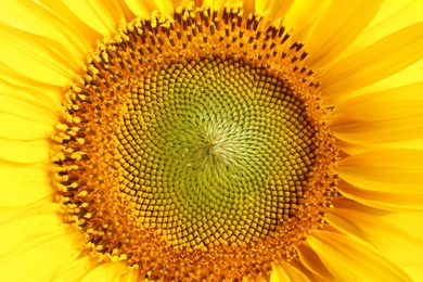 Photo of Beautiful bright sunflower as background