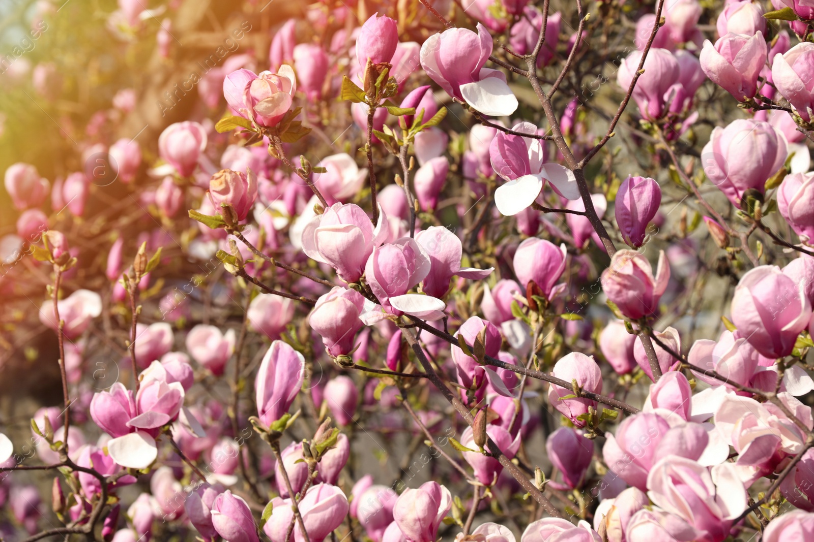 Photo of Beautiful magnolia tree with pink blossom outdoors. Spring season