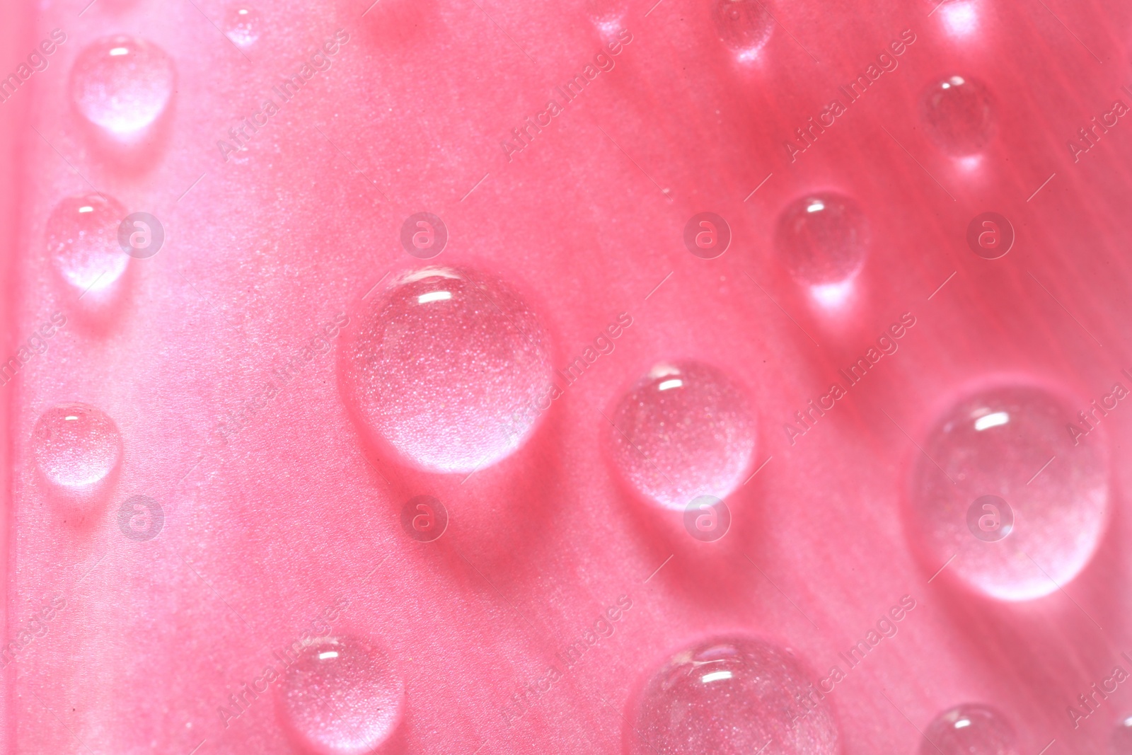 Photo of Pink flower with water drops as background, macro view