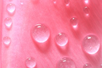 Photo of Pink flower with water drops as background, macro view