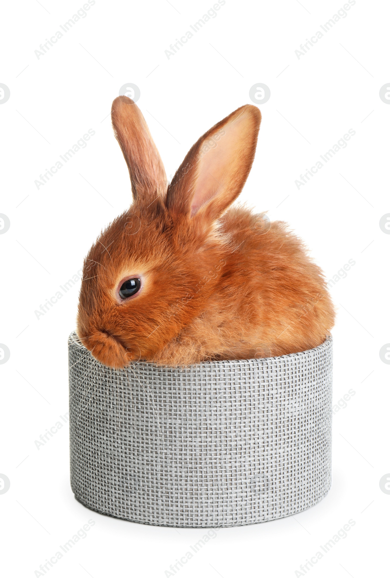 Photo of Cute red bunny in box on white background