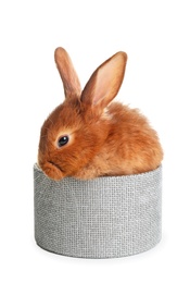 Cute red bunny in box on white background