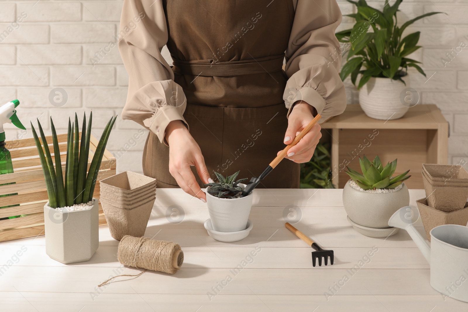 Photo of Woman transplanting beautiful succulent plant at white wooden table, closeup