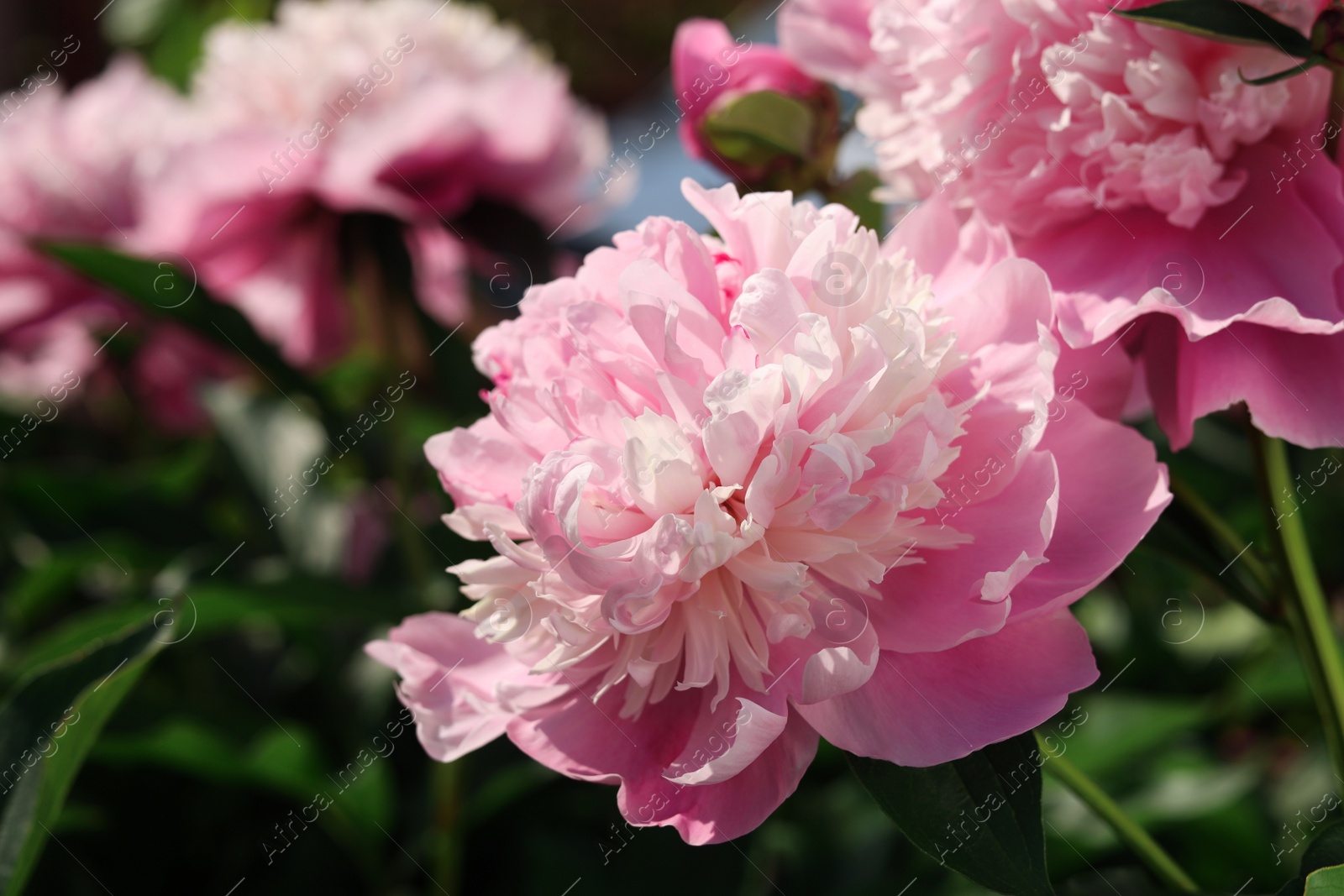 Photo of Wonderful blooming pink peonies in garden, closeup