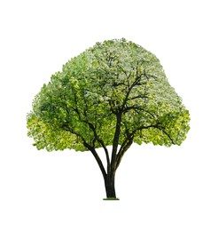 Image of Beautiful tree with green leaves isolated on white 