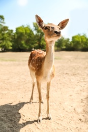Photo of Cute doe in zoological garden on sunny day