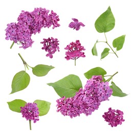 Image of Fragrant lilac flowers and green leaves isolated on white, set
