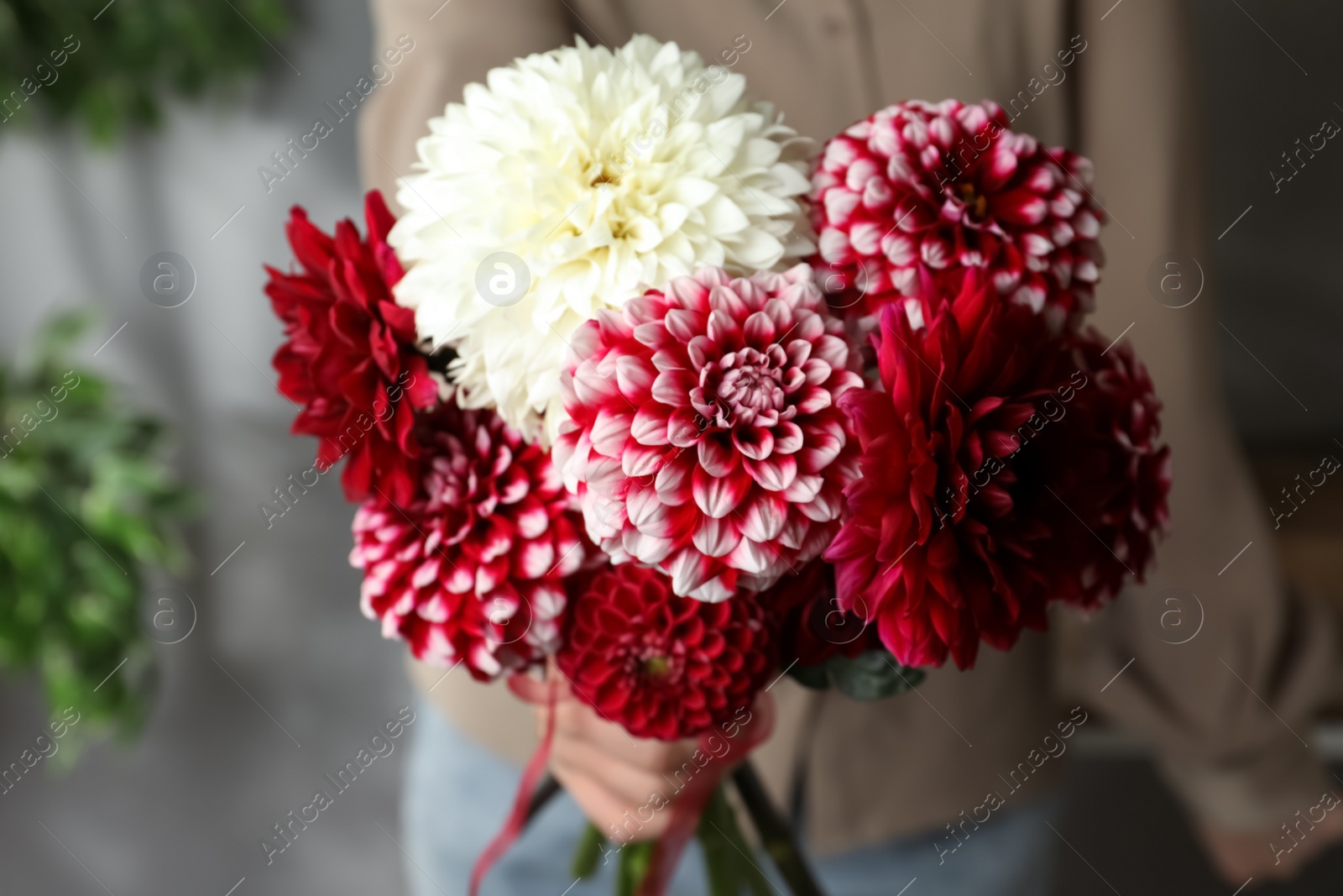 Photo of Woman with bouquet of beautiful dahlia flowers indoors, closeup