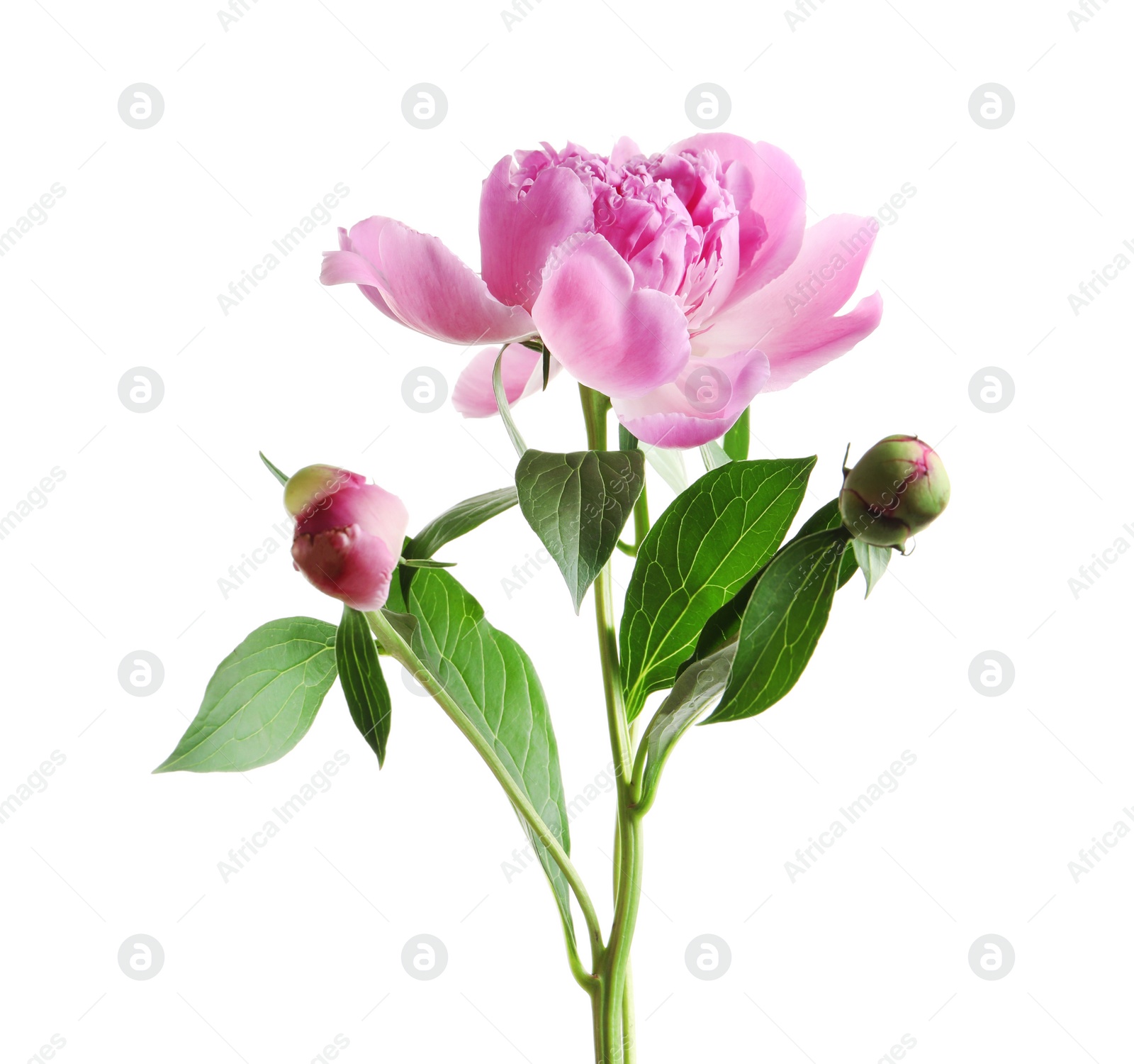 Photo of Beautiful fragrant peony flower on white  background