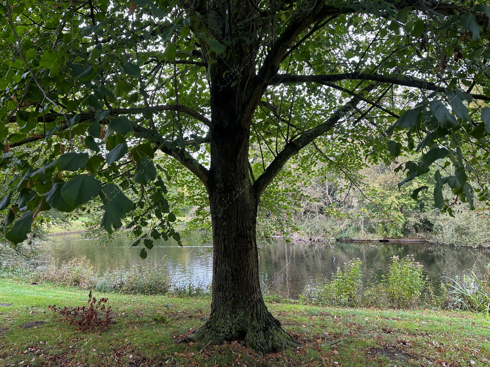 Photo of Beautiful pond, trees and other plants in park