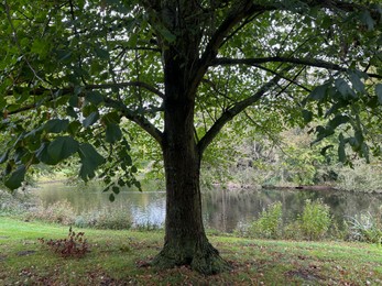 Photo of Beautiful pond, trees and other plants in park