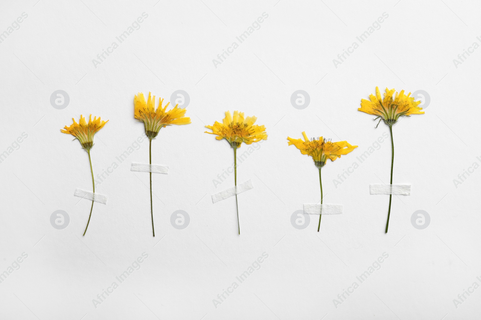 Photo of Pressed dried flowers on white background. Beautiful herbarium