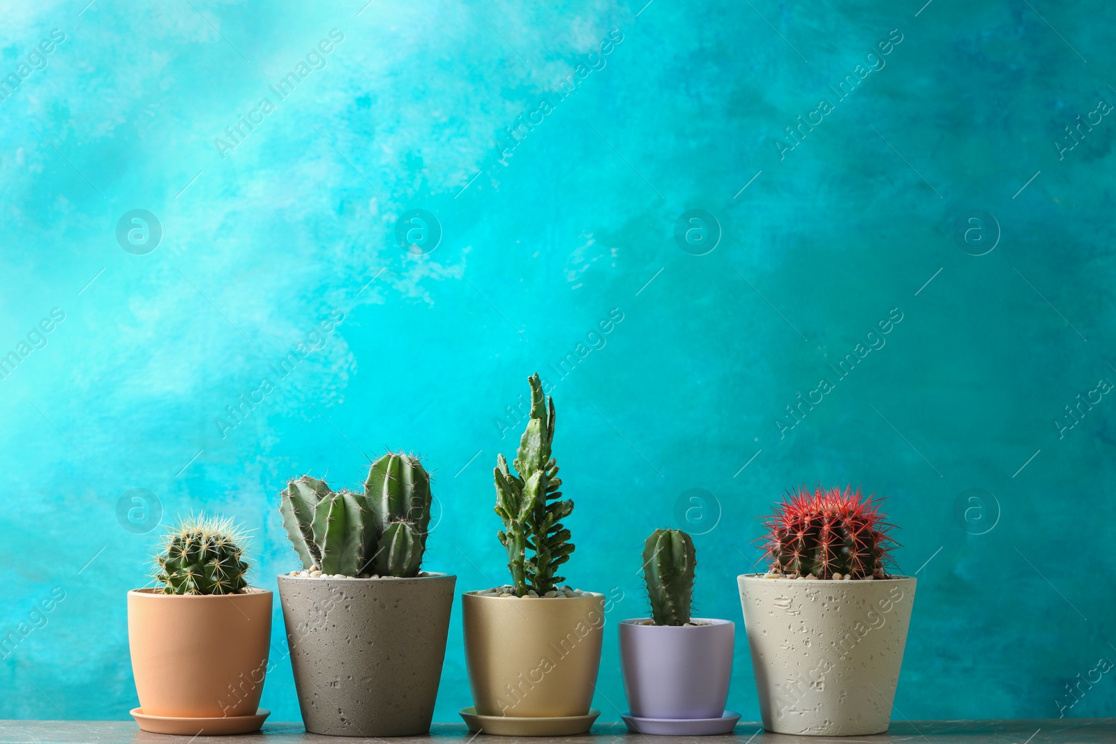 Photo of Beautiful cactuses in pots on table against color background