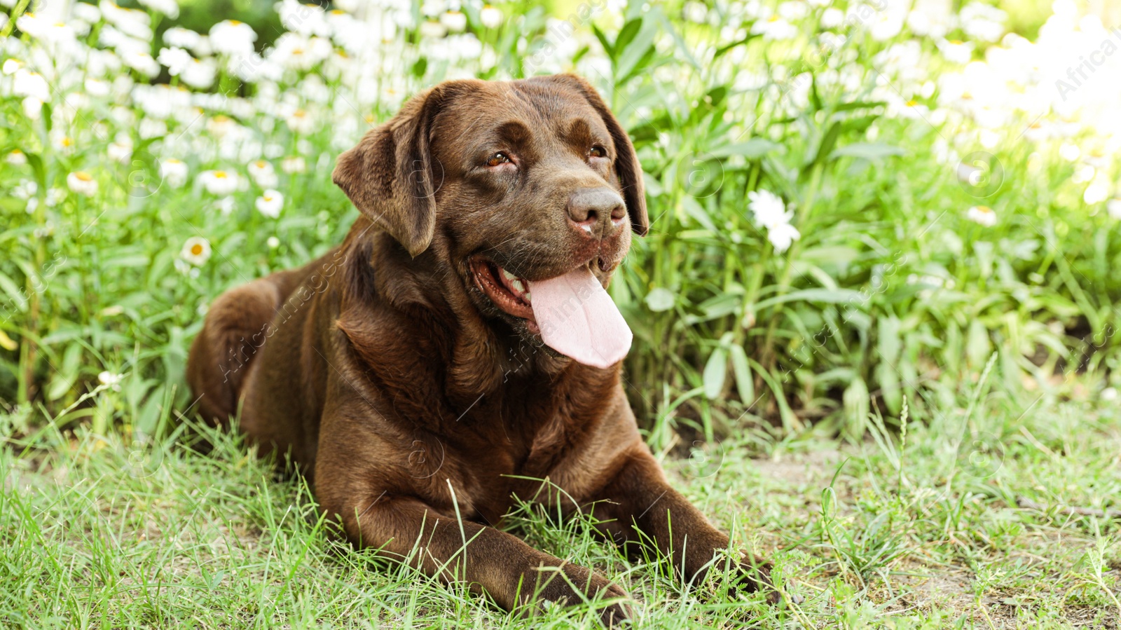 Photo of Cute Chocolate Labrador Retriever on green grass in summer park