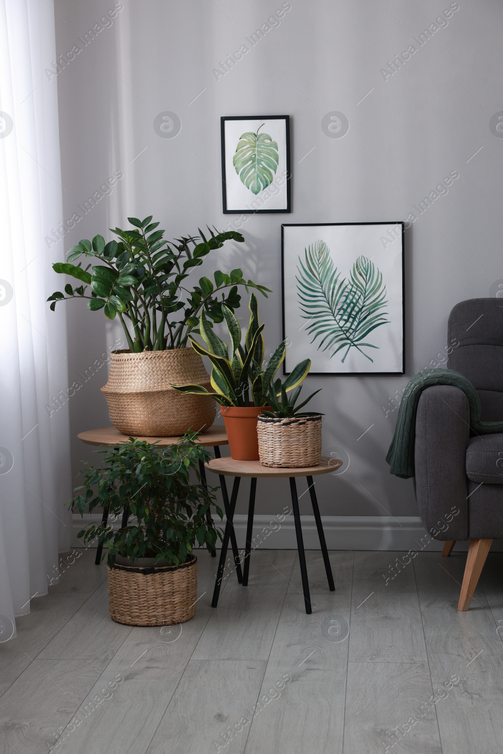 Photo of Stylish living room interior with beautiful houseplants and grey armchair