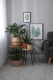 Photo of Stylish living room interior with beautiful houseplants and grey armchair