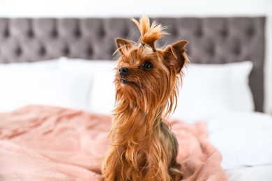 Photo of Adorable Yorkshire terrier on bed indoors. Happy dog