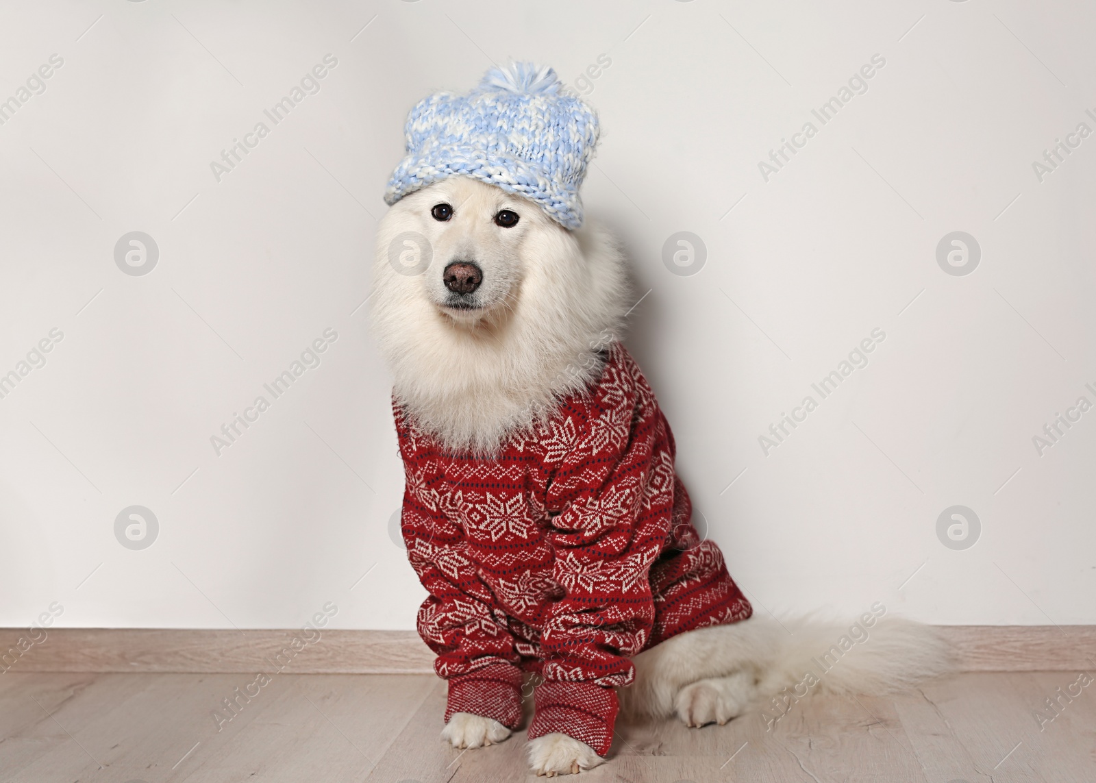 Photo of Cute dog in warm sweater and hat on floor. Christmas celebration