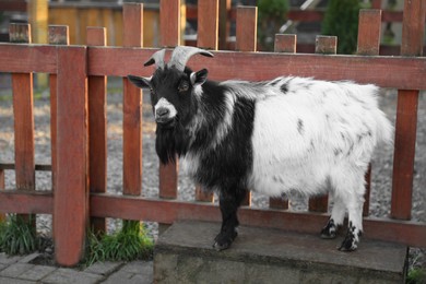 Cute goat inside of paddock in zoo