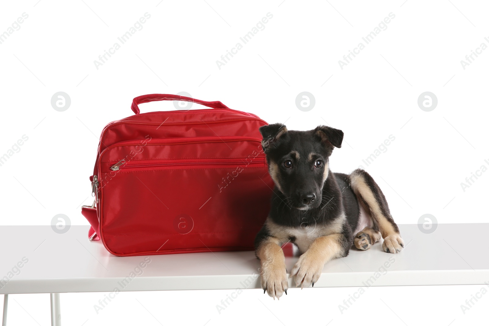 Photo of Cute puppy with first aid kit on white background