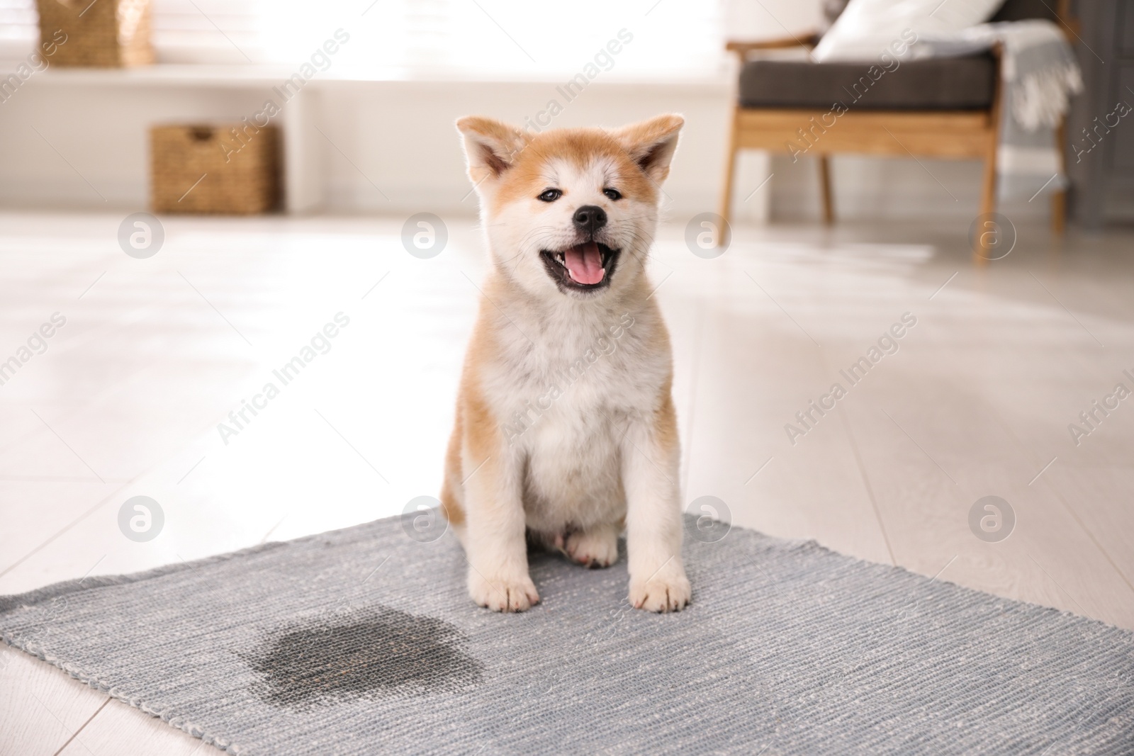 Photo of Adorable akita inu puppy near puddle on rug at home