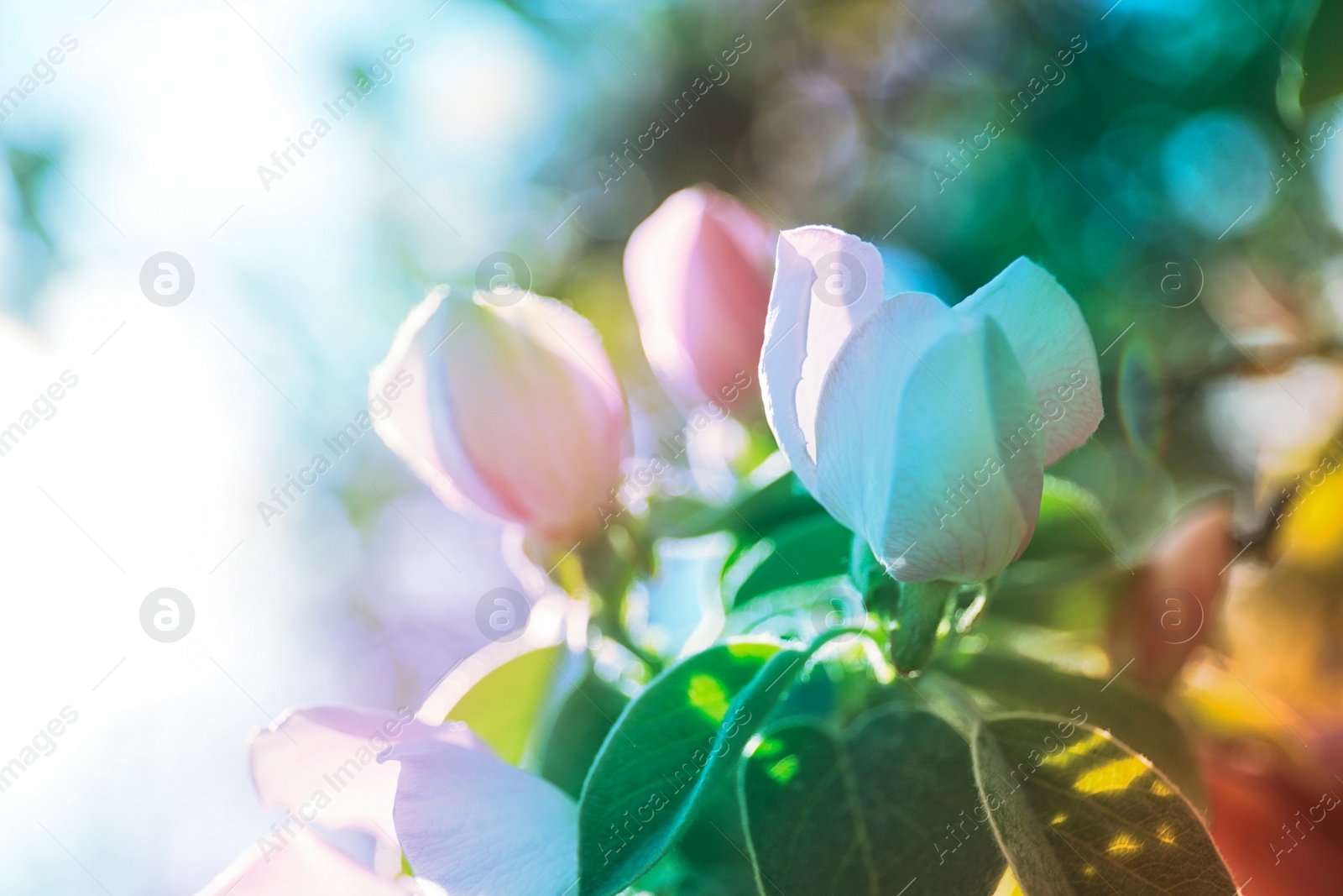 Photo of Closeup view of beautiful blossoming quince tree outdoors on spring day