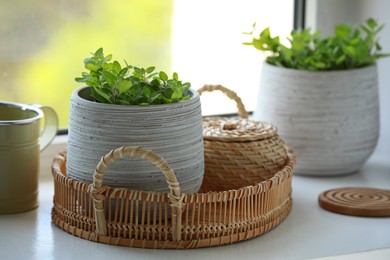 Aromatic potted oregano and stylish watering can on window sill indoors