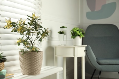 Photo of Houseplants in room, focus on potted mimosa. Space for text