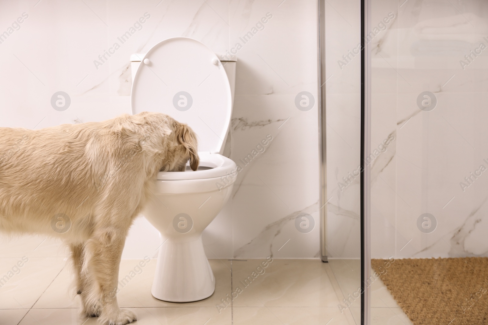 Photo of Cute Golden Labrador Retriever drinking water from toilet bowl