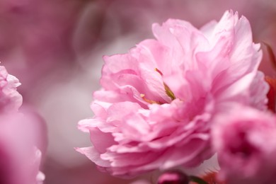 Photo of Beautiful pink sakura blossom on blurred background, closeup. Space for text