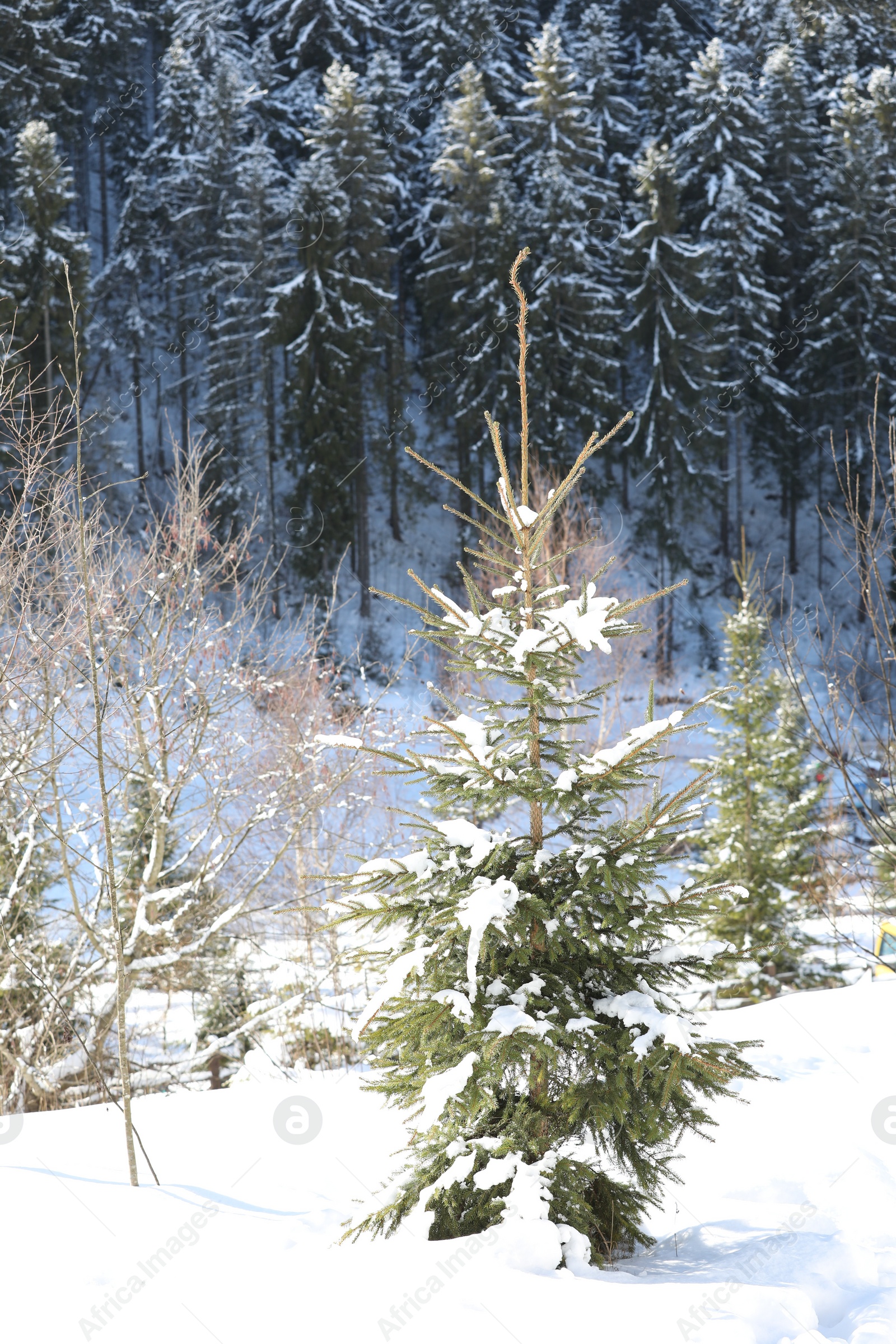 Photo of Beautiful view of conifer forest on snowy winter day