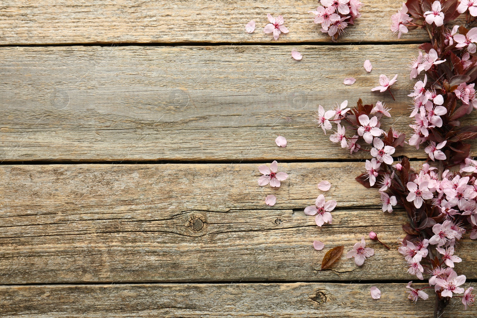 Photo of Spring branch with beautiful blossoms, petals and leaves on wooden table, top view. Space for text