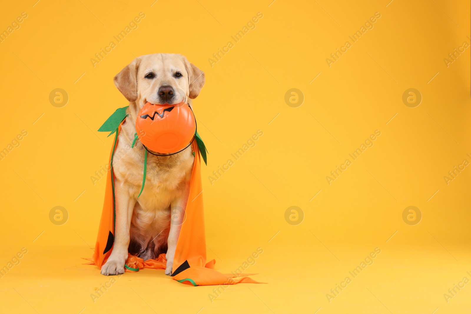 Photo of Cute Labrador Retriever dog in costume with Halloween bucket on orange background. Space for text