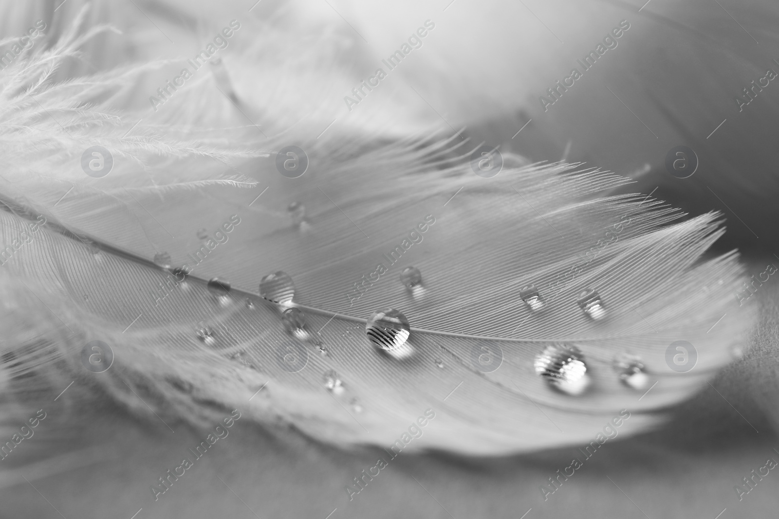 Photo of Fluffy white feather with water drops on light background, closeup