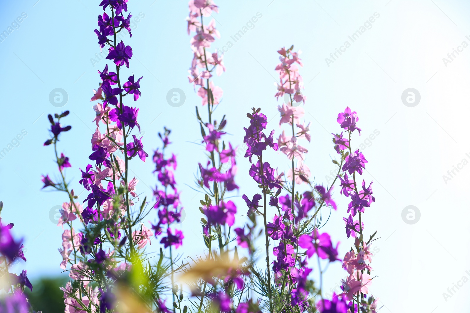 Photo of Beautiful wild flowers outdoors on sunny day. Amazing nature in summer