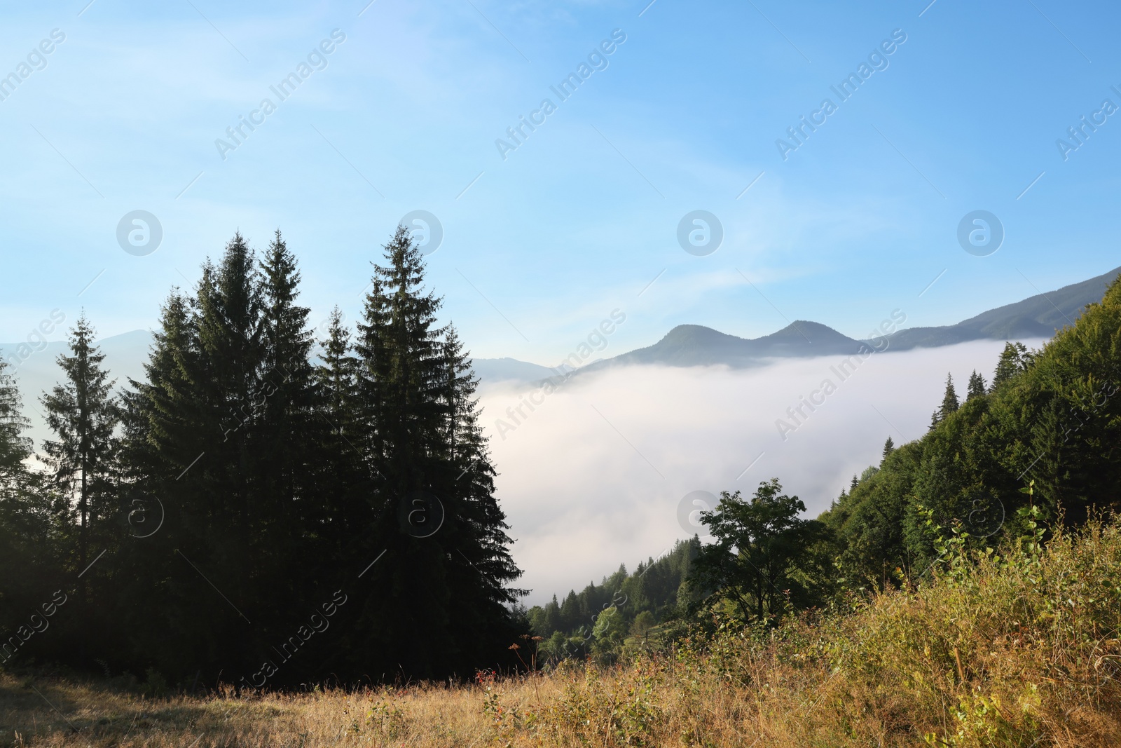 Photo of Picturesque view foggy forest in mountains on morning