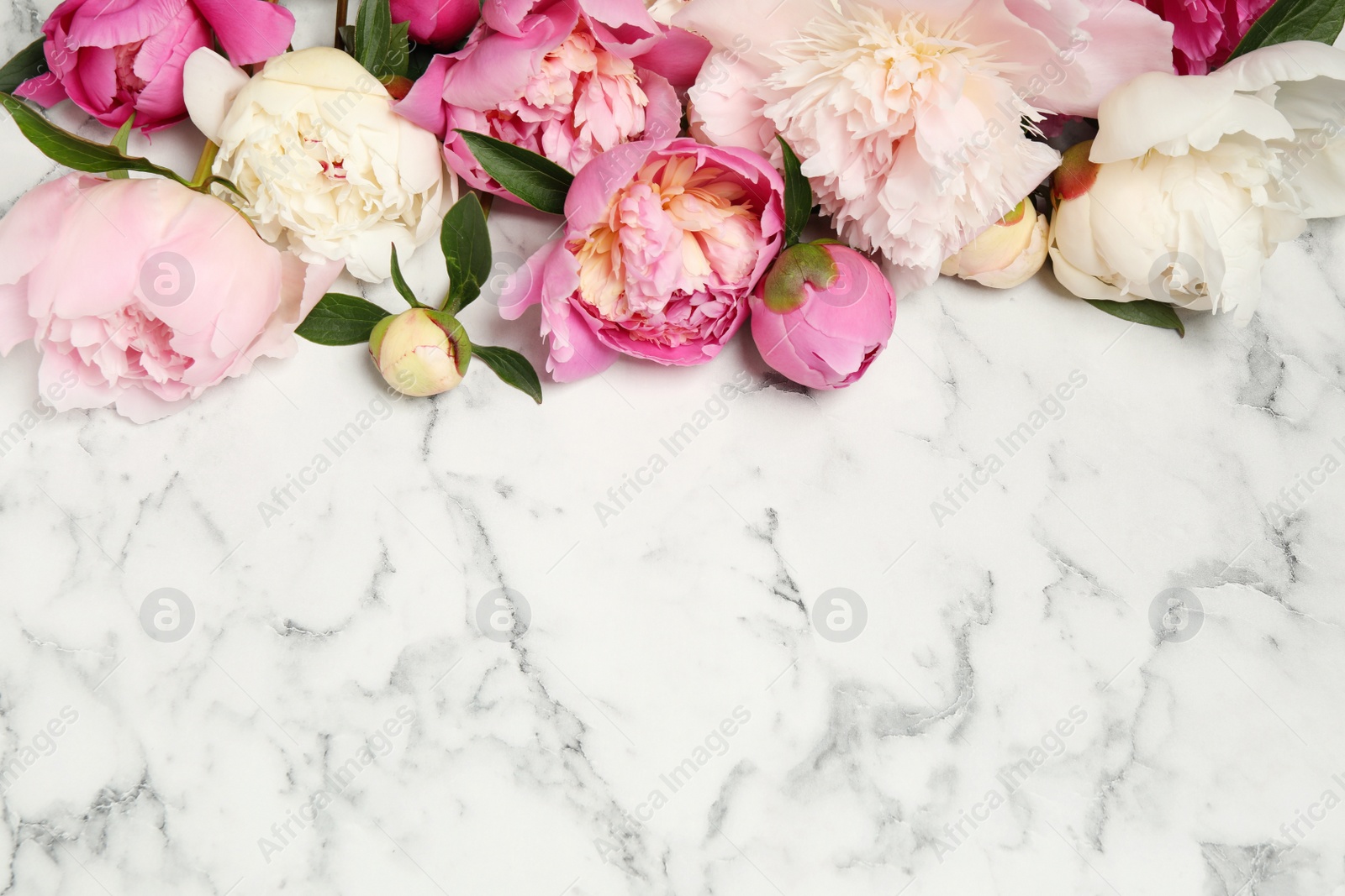 Photo of Beautiful peonies on white marble background, flat lay. Space for text