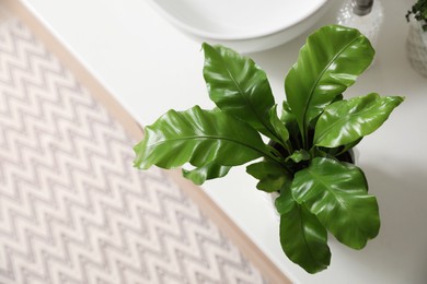 Photo of Beautiful green fern on countertop in bathroom, above view. Space for text