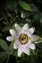 Photo of Beautiful Passiflora plant (passion fruit) with blossom, closeup