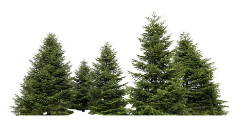 Image of Beautiful green fir trees isolated on white