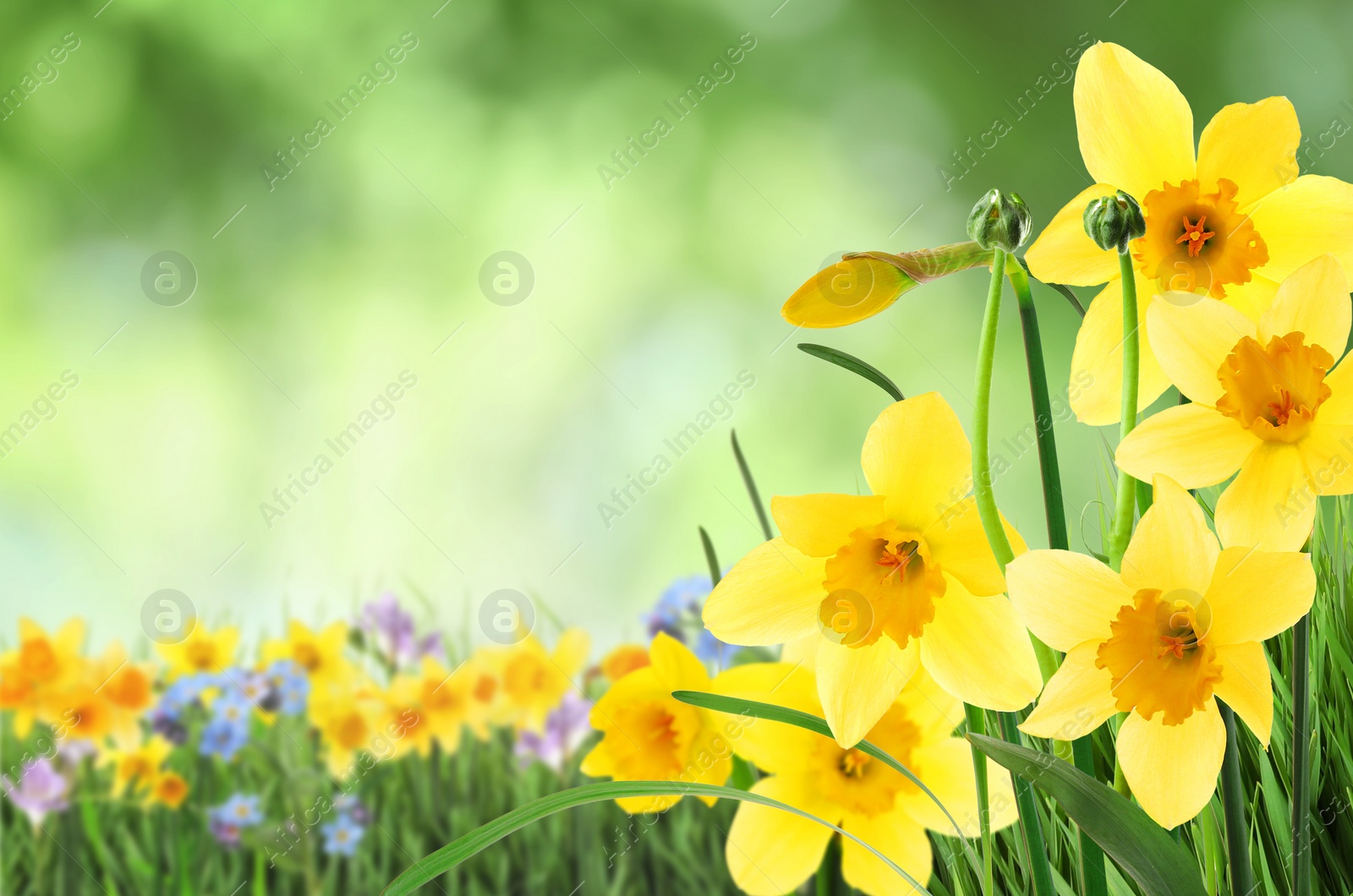 Image of Beautiful blooming yellow daffodils outdoors on sunny day. Space for text