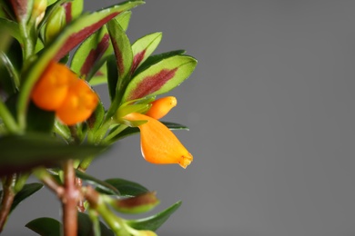 Photo of Goldfish plant on grey background, closeup. Space for text