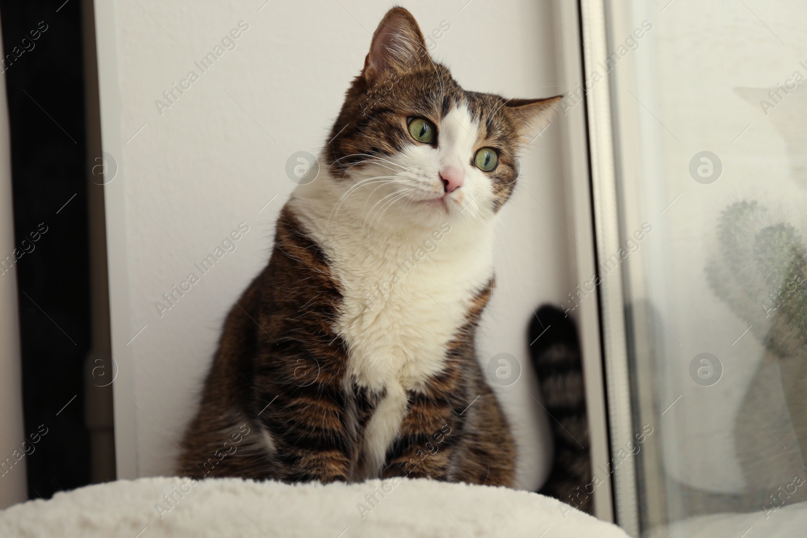 Photo of Cute cat on window sill at home. Adorable pet