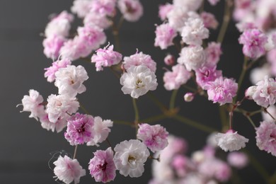 Beautiful dyed gypsophila on dark grey background, closeup