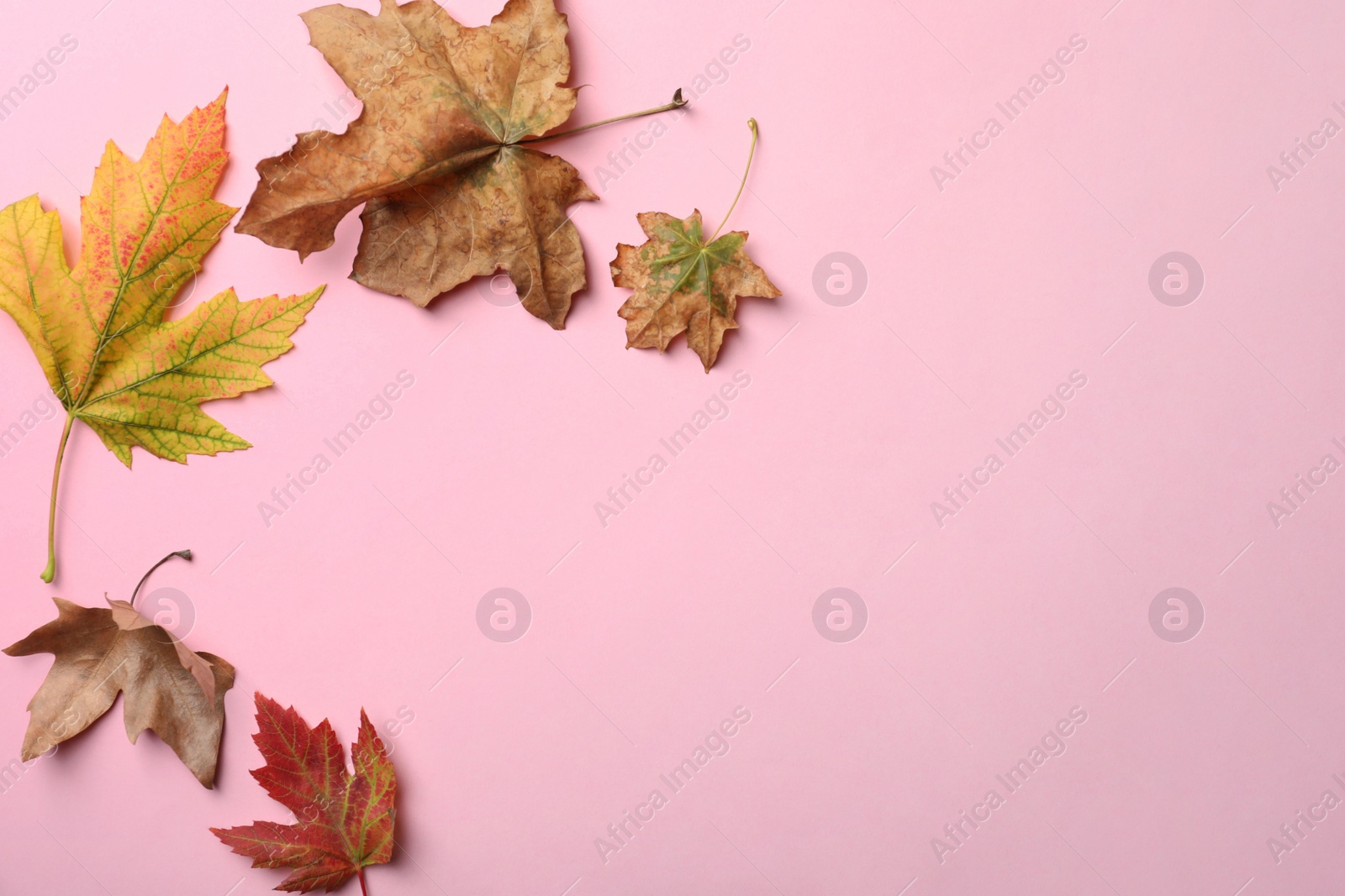 Photo of Colorful autumn leaves on pink background, flat lay. Space for text