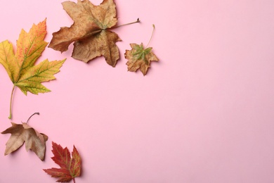 Colorful autumn leaves on pink background, flat lay. Space for text